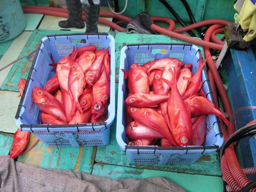 ご夕食に地魚の船盛つき　オフシーズンの二食付きスタンダード